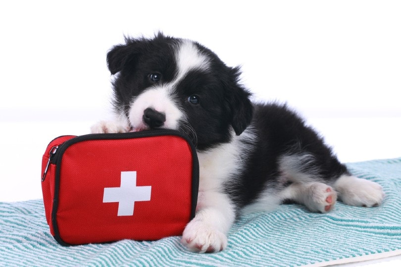 8 Best Dog First Aid Kits in 2026 - Reviews & Top Picks (Vet-Approved)