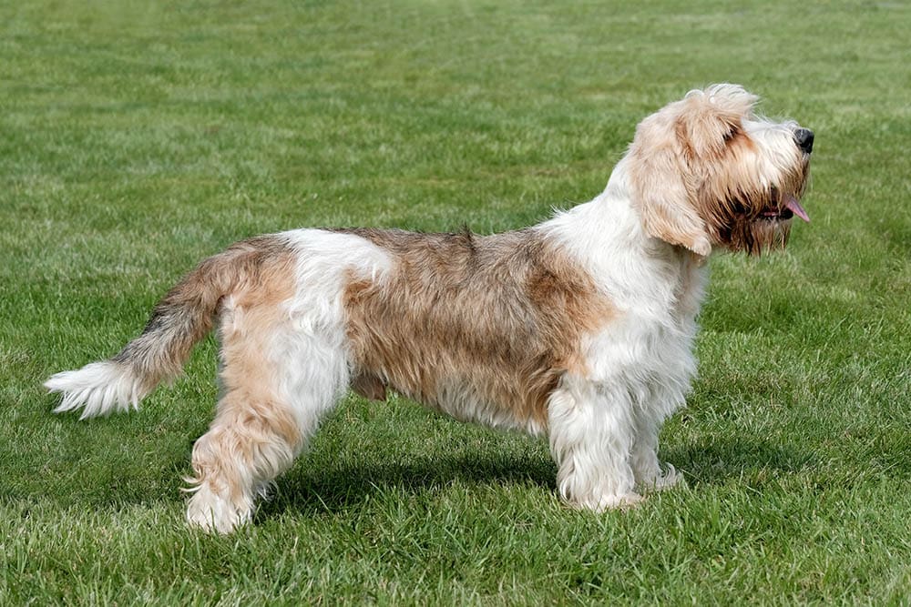 Petit Basset Griffon Vendeen: Info, Pictures, Care & Traits