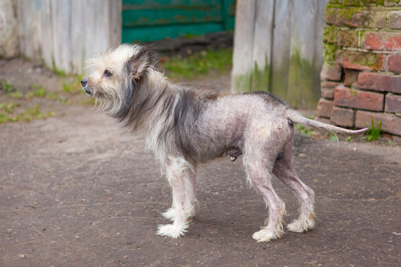 How Long Will It Take for Dog Hair to Grow Back? Vet-Verified Facts