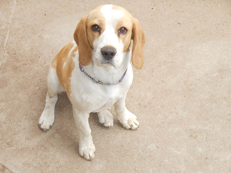 How to Clean a Beagle's Ears: 6 Vet-Approved Steps