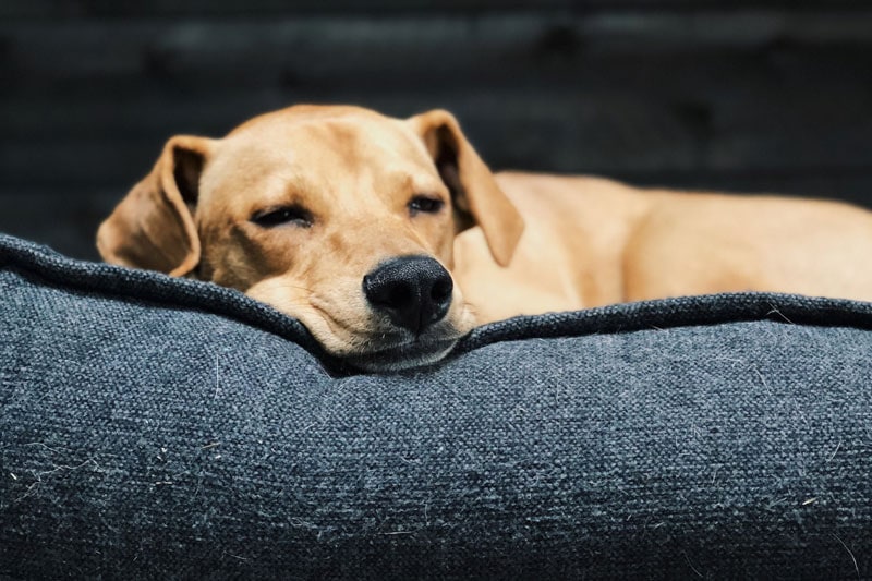How to Wash a Dog Bed With Urine in It - 12 Easy Steps & FAQ