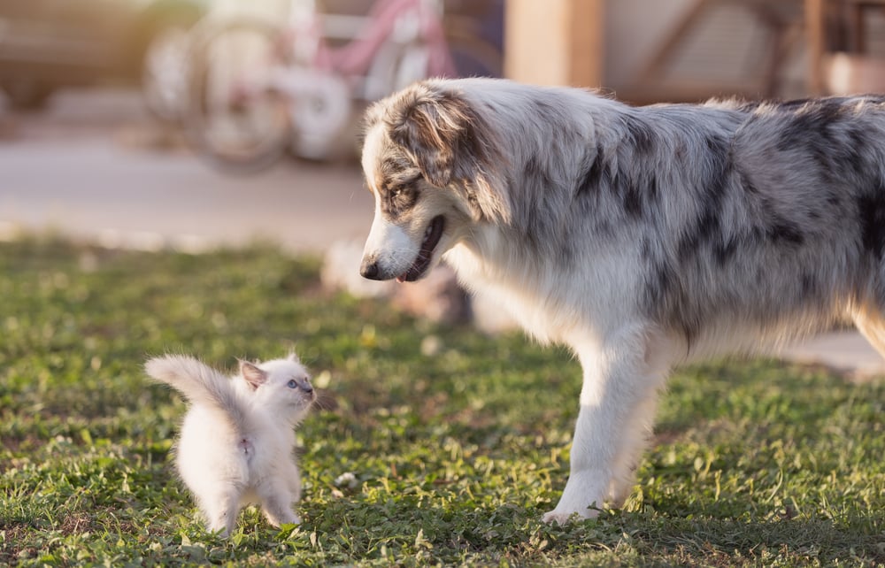 Are Australian Shepherds Good With Cats? Vet-Verified Facts & Tips