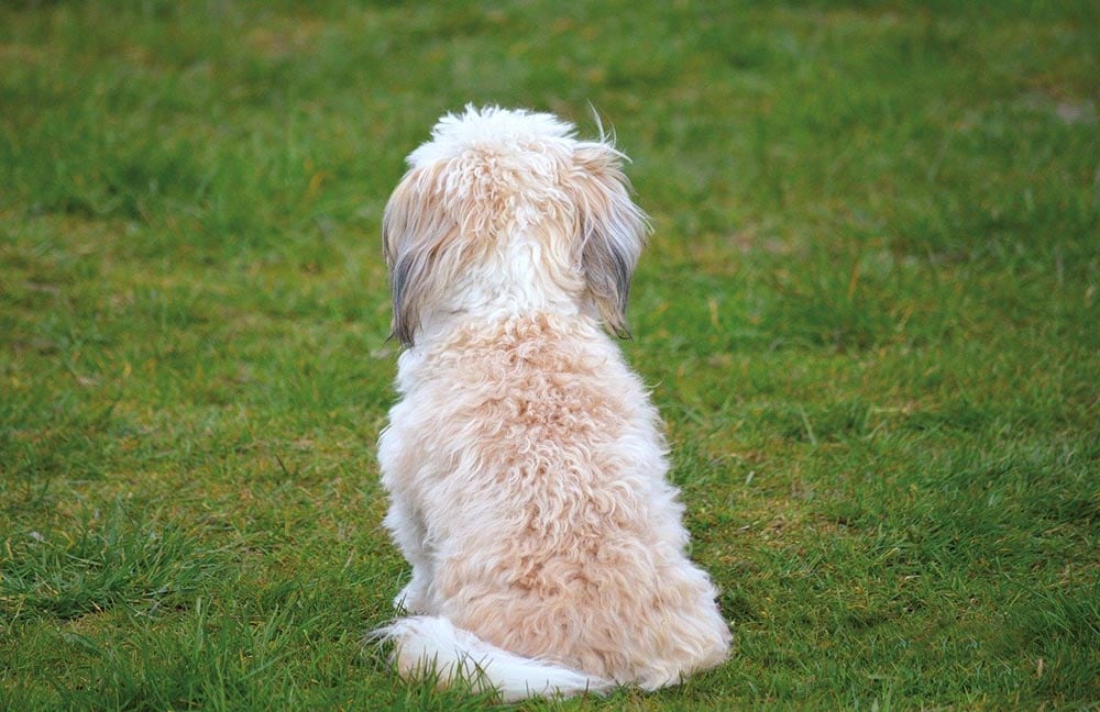 Does My Dog Need to Play With Other Dogs? Social Facts & Tips