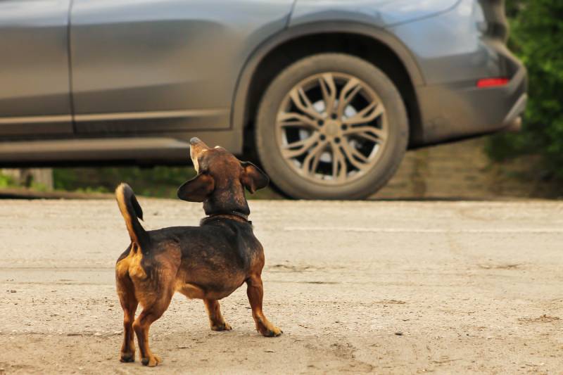 How To Stop Your Dog From Barking at Cars: 10 Key Tips