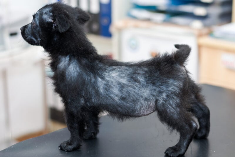 Demodectic Mange in Dogs: Signs, Causes & Treatment (Vet Answer)