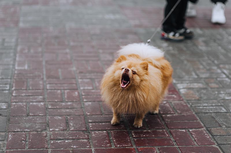 Small Dog Syndrome: What Is It & How To Stop It (Vet-Verified)