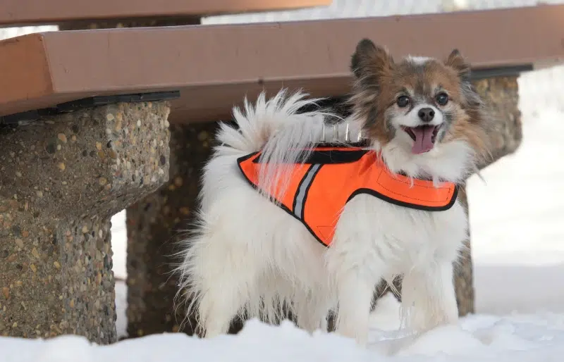 What Is a CoyoteVest for Dogs? Vet-Reviewed Types & How They Work