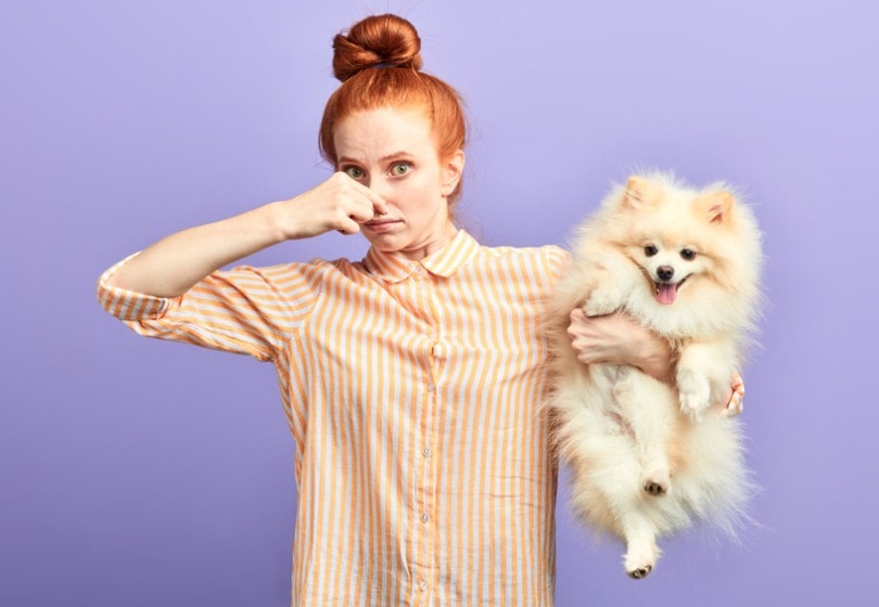 How to Get Rid of Pet Odors in an Apartment — 5 Helpful Methods