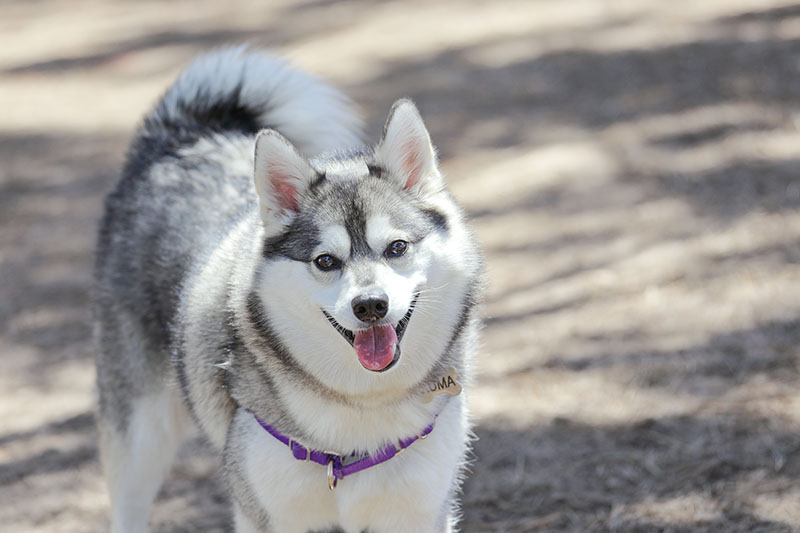 Alaskan Klee Kai Dog Breed: Info, Pictures, Facts, & Traits
