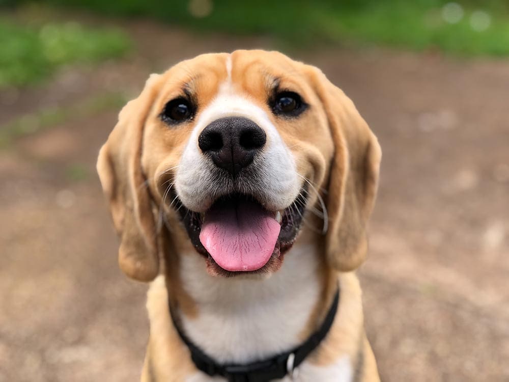 What Emotions Can Dogs Experience? Canine Feelings Explained