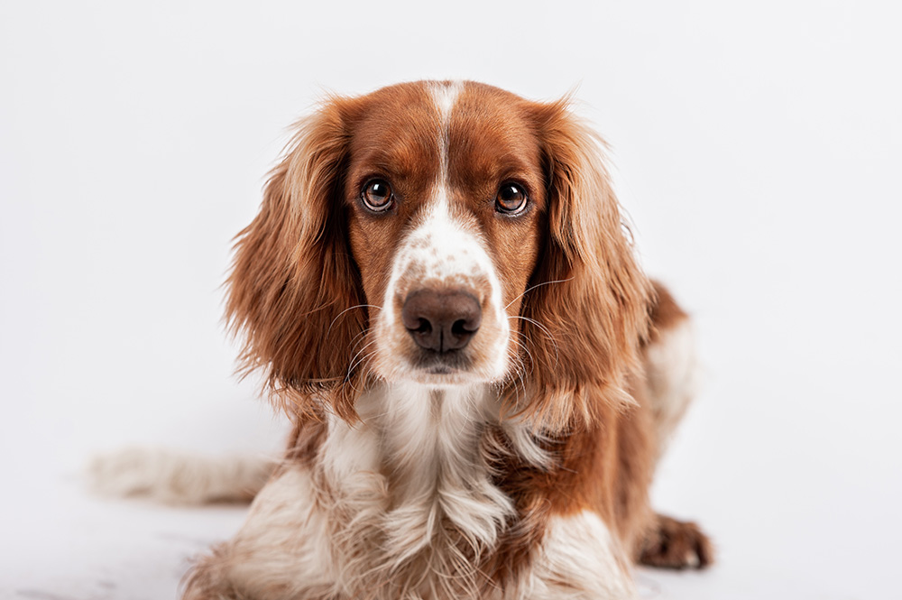 Can Dogs Sense Evil? Facts & Info