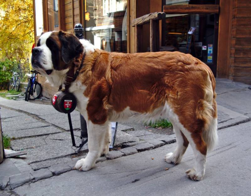 Why Do St. Bernards Have Barrel Collars? Facts & History