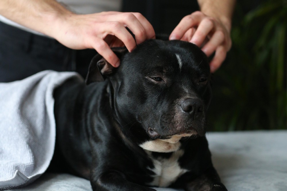 Dog Massage: Vet-Approved Techniques & How to Guide