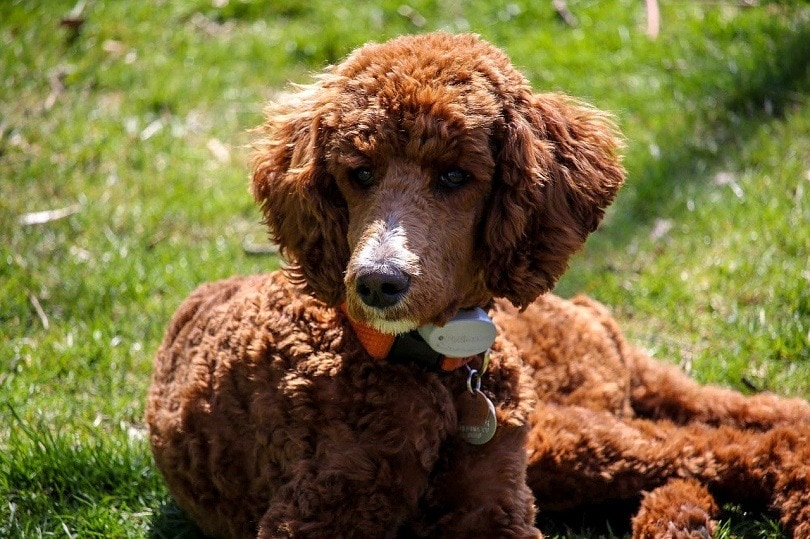 How Much Does It Cost to Own a Poodle in 2026? Complete Pricing Guide