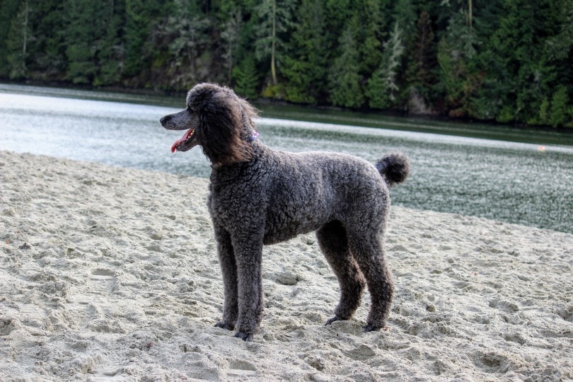Is a Poodle a Hunting Dog? Breed Temperament & Characteristics