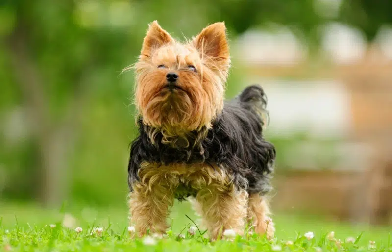 National Yorkie Day 2026: When Is It & How to Celebrate