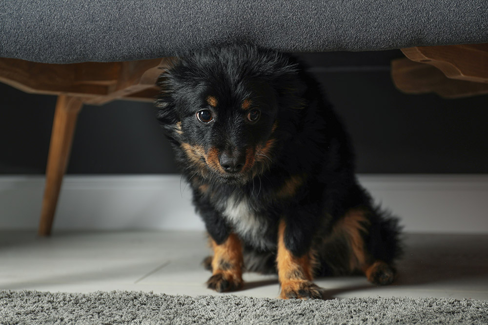 Stress in Dogs: Vet-Reviewed Causes, Signs & How to Help