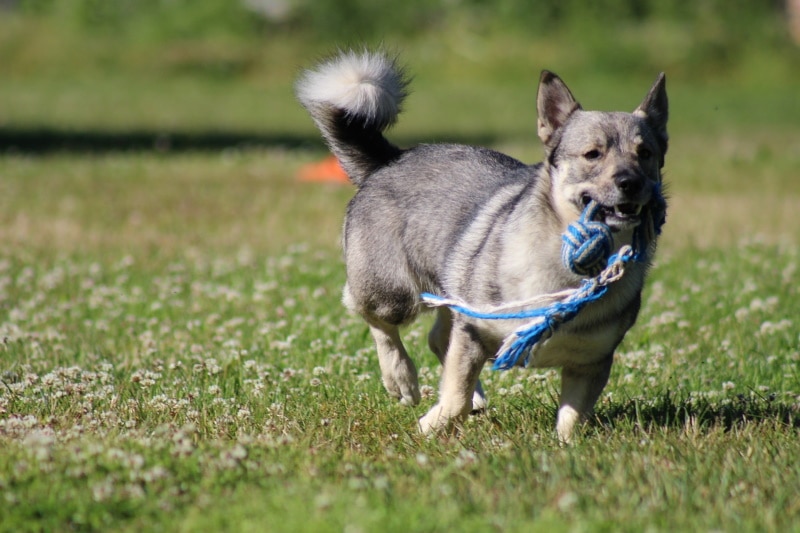 6 Awesome Off-Leash Dog Parks in Raleigh, NC (2026 Update)