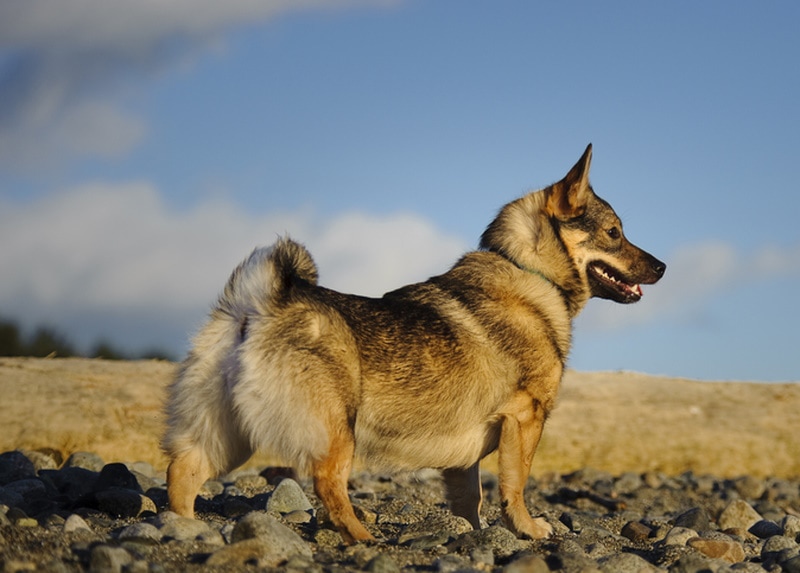 8 Interesting Swedish Vallhund Facts You'll Love to Learn