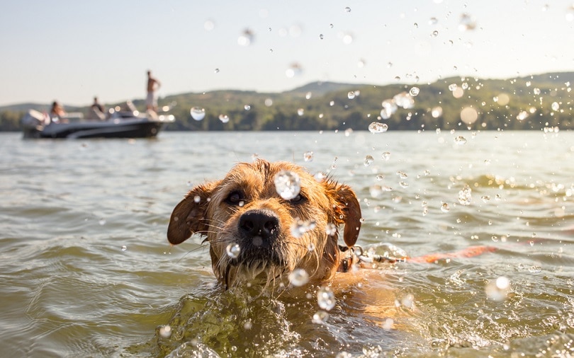 Summer Safety Tips for Dogs: 7 Vet-Verified Ways to Stay Safe