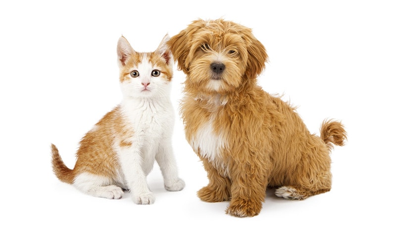 Will a Havanese Be Good With My Cat? Tips & FAQ