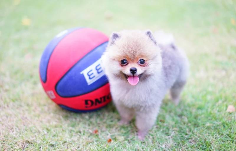 How Smart Are Pomeranians? Breed Traits & Intelligence
