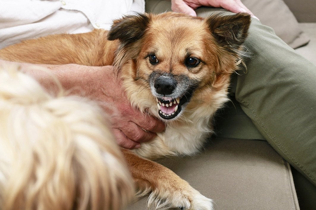 Resource Guarding in Dogs: Vet-Verified Signs, Causes & 12 Ways to Stop It