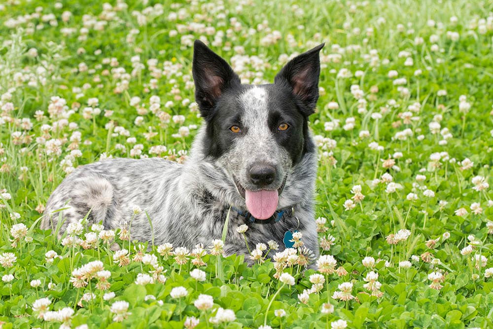 Texas Heeler Dog Breed: Info, Pictures, Care & More