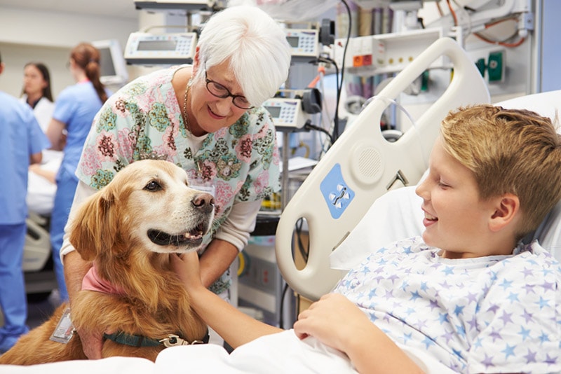 What Does a Therapy Dog Do? Facts & FAQ