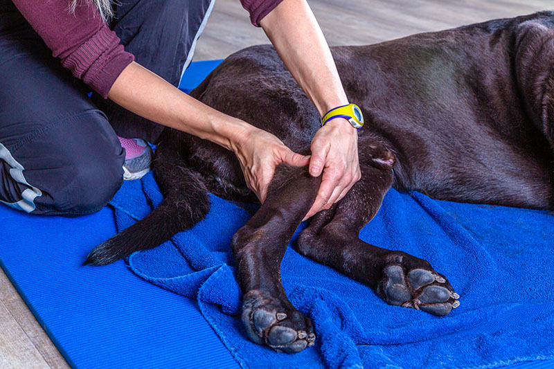 How to Prevent Joint Problems & Arthritis in Dogs: 6 Vet-Approved Tips