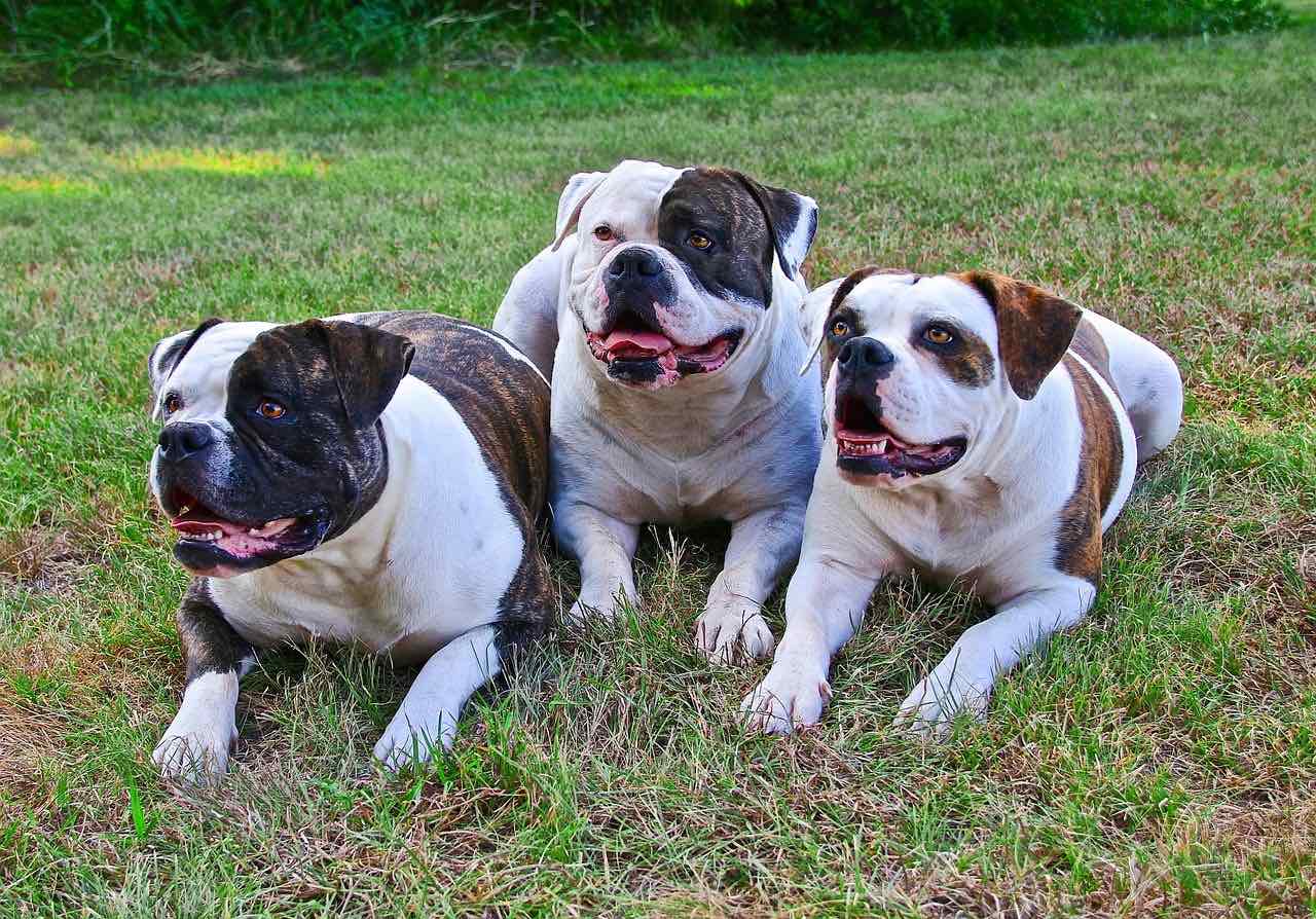 Top 10 Most Popular Dog Breeds in Washington State in 2026