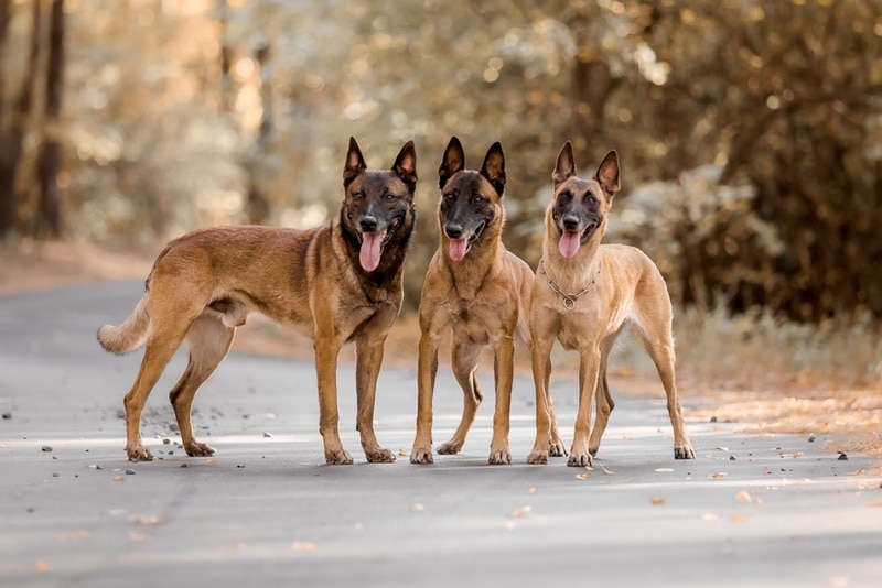 Are Belgian Malinois Smarter Than Other Dogs: Vet-Verified Facts & FAQ