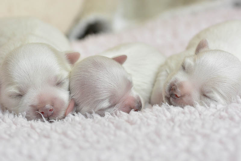 Maltese Pregnancy: A Guide From Conception to Delivery (Vet Answer)