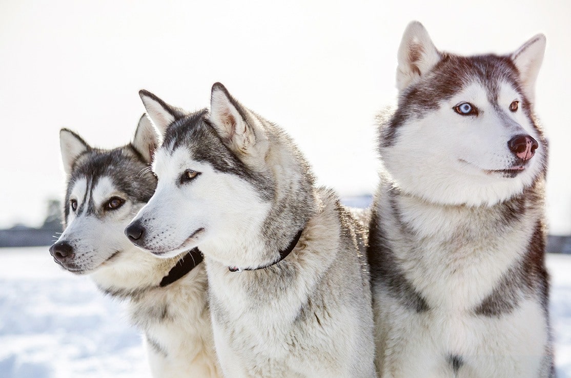 10 Beautiful Types of Husky Breeds (With Info & Pictures)