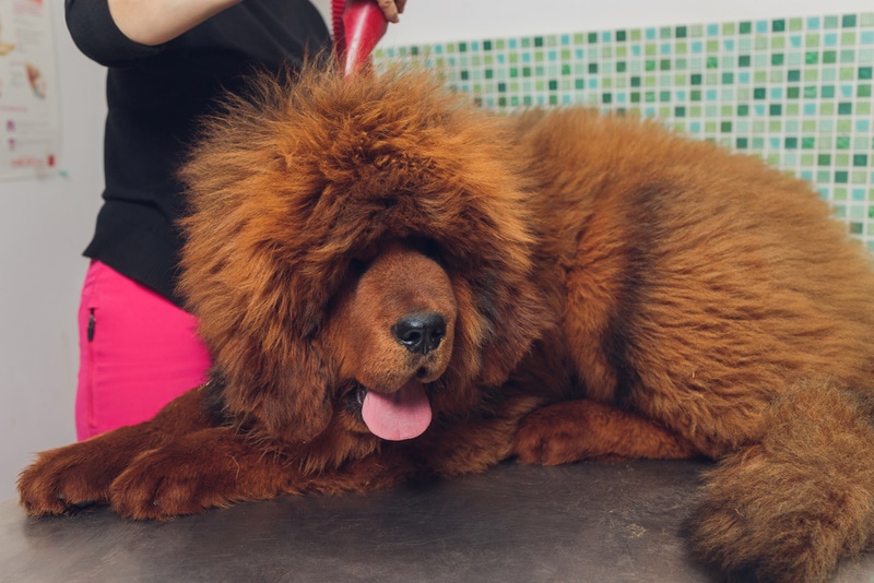 tibetan mastiff grooming