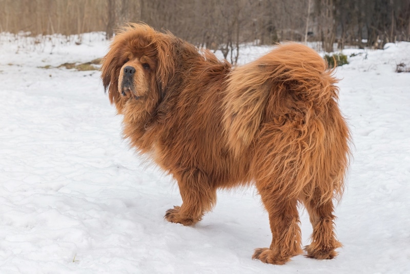 Tibetan Mastiff: Dog Breed Info, Pictures, Care & Traits