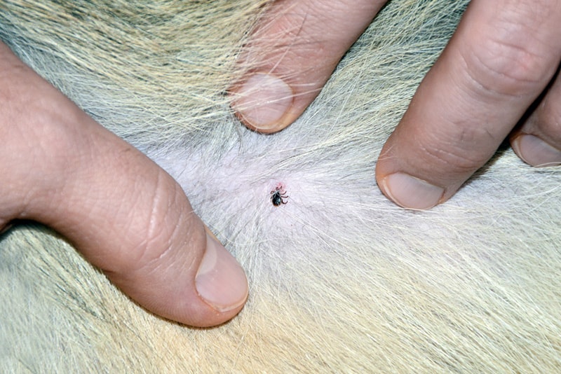 I Found a Dried Dead Tick on My Dog - Should I Be Worried?