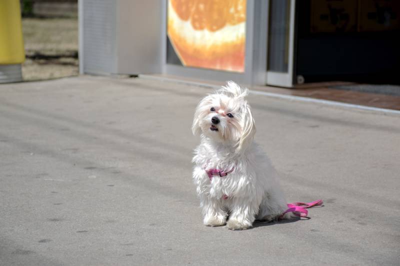 Are Dogs Allowed In REI? (2026 Update)