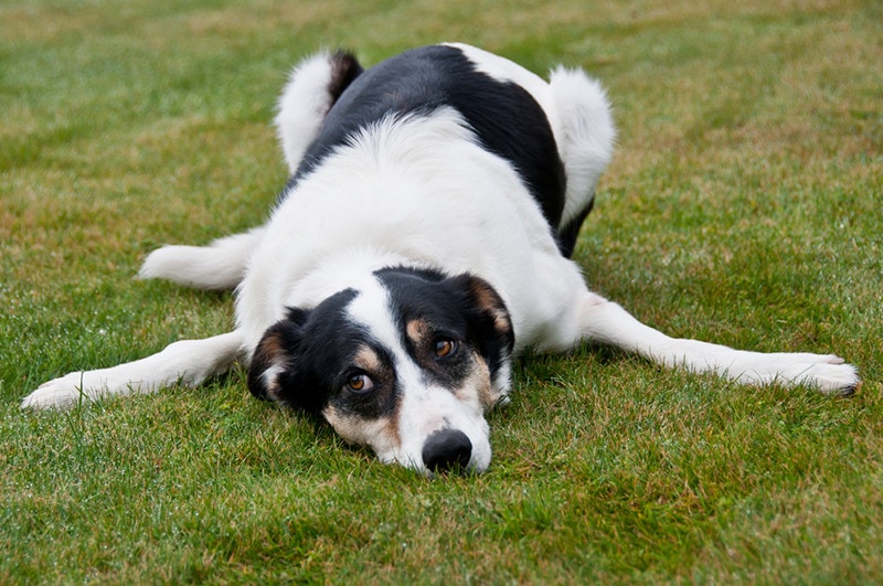 Ataxia in Dogs: Types, Causes, Signs & Treatment (Vet Answer)