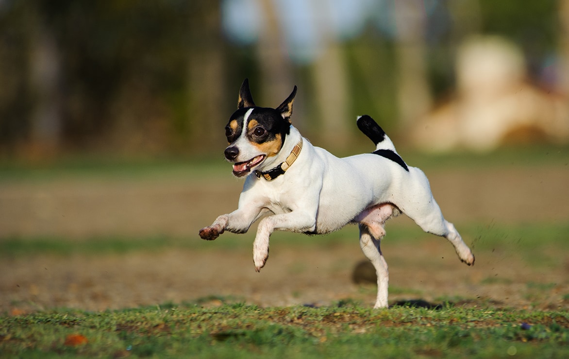 Does a GPS Implant for Dogs Exist? Here Are The Facts