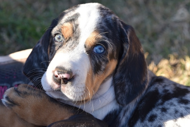 American Leopard Hound Dog Breed: Info, Pictures, Care Guide & Facts