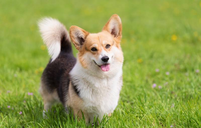Tri-Color Corgi: Facts, Pictures, Origin & History