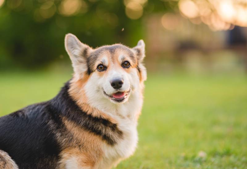 8 Corgi Haircuts & Grooming Styles in 2026