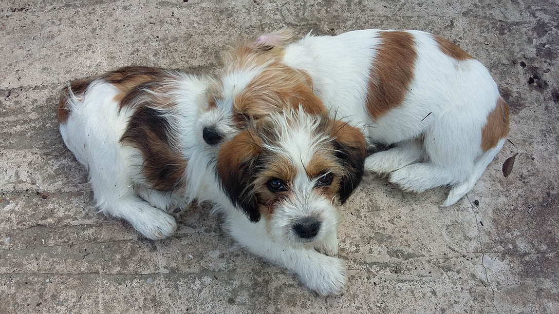 Jack Tzu (Jack Russell Terrier & Shih Tzu Mix): Info, Pictures, Care & More