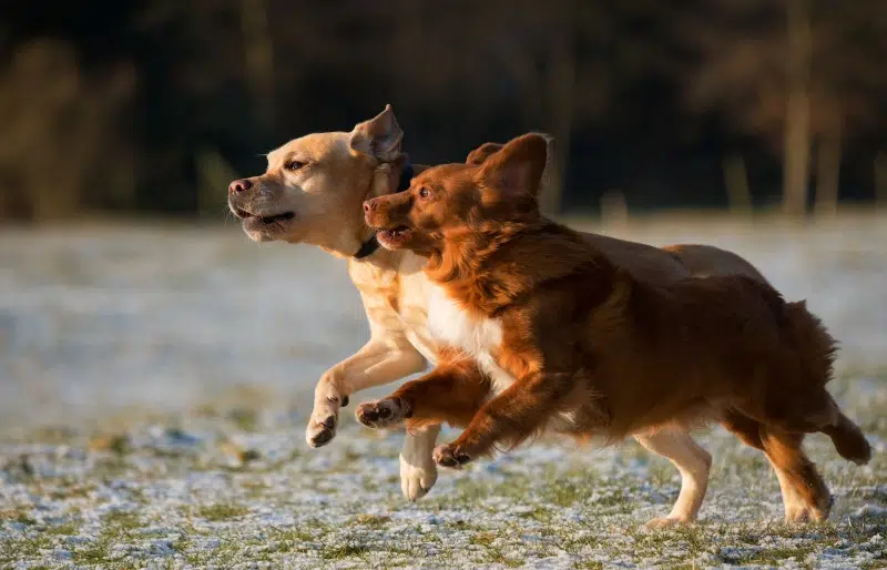 What Is a Digitigrade? Vet-Reviewed Science of How Pets Walk