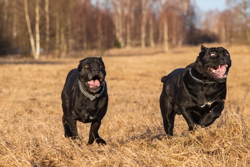 Top 10 Off-Leash Dog Parks in Colorado Springs, CO to Visit in 2026