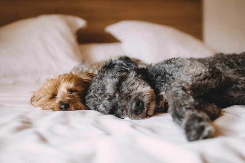 Why Does My Dog Breathe Fast While Sleeping: Our Vet Explains