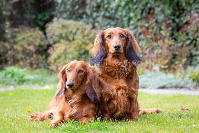 National Dog Month 2026: When It Is & How to Celebrate