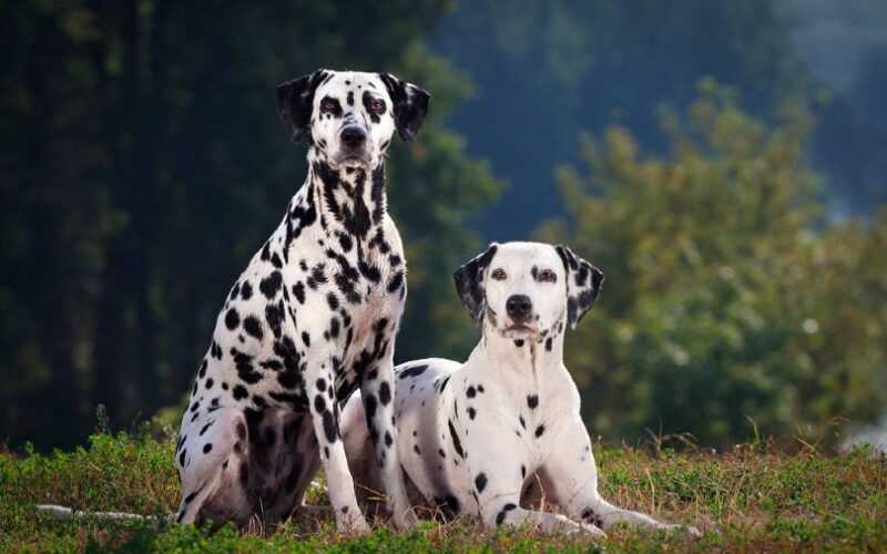 11 Vet-Verified Fascinating Facts About Dalmatians You Will Love to Know