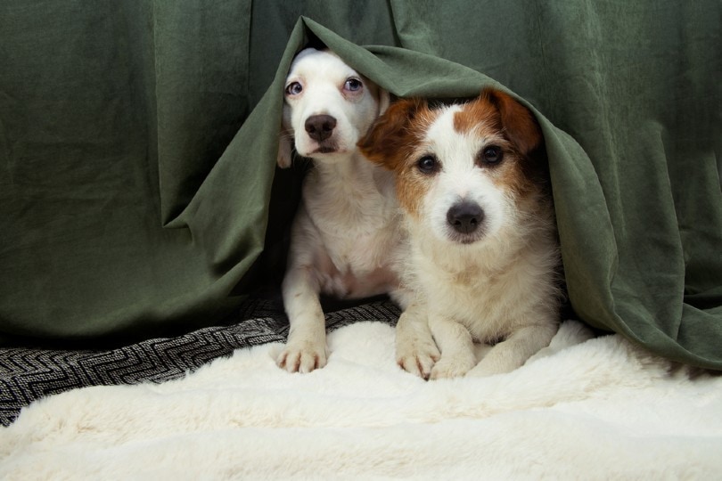 11 New Year's Eve Safety Tips for Dogs: Vet-Reviewed Safety Guide